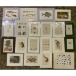 27x Mounted 19th Century Natural History Prints