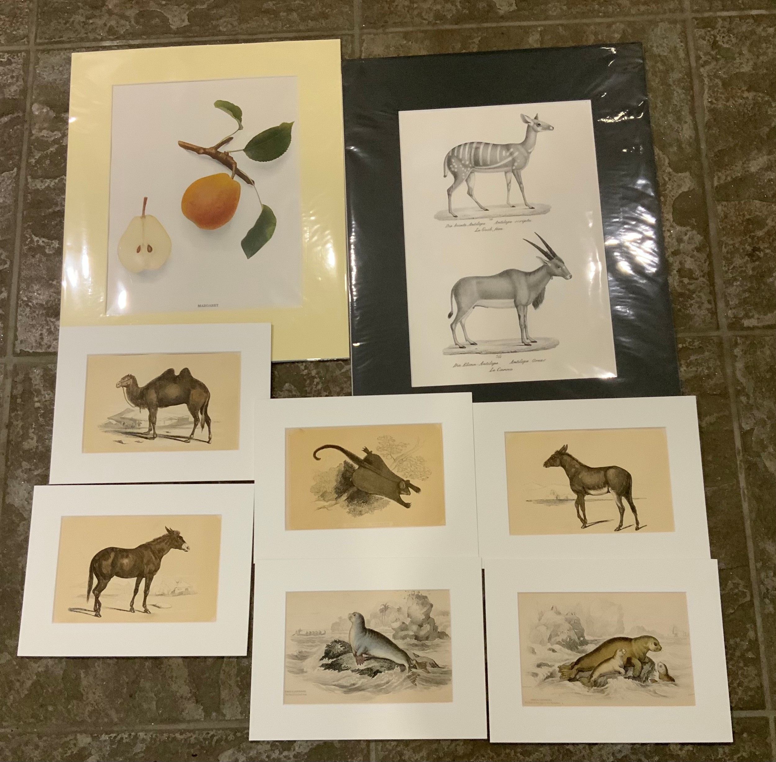 Approx 28x Mounted 19th Century Natural History Prints - Image 2 of 2