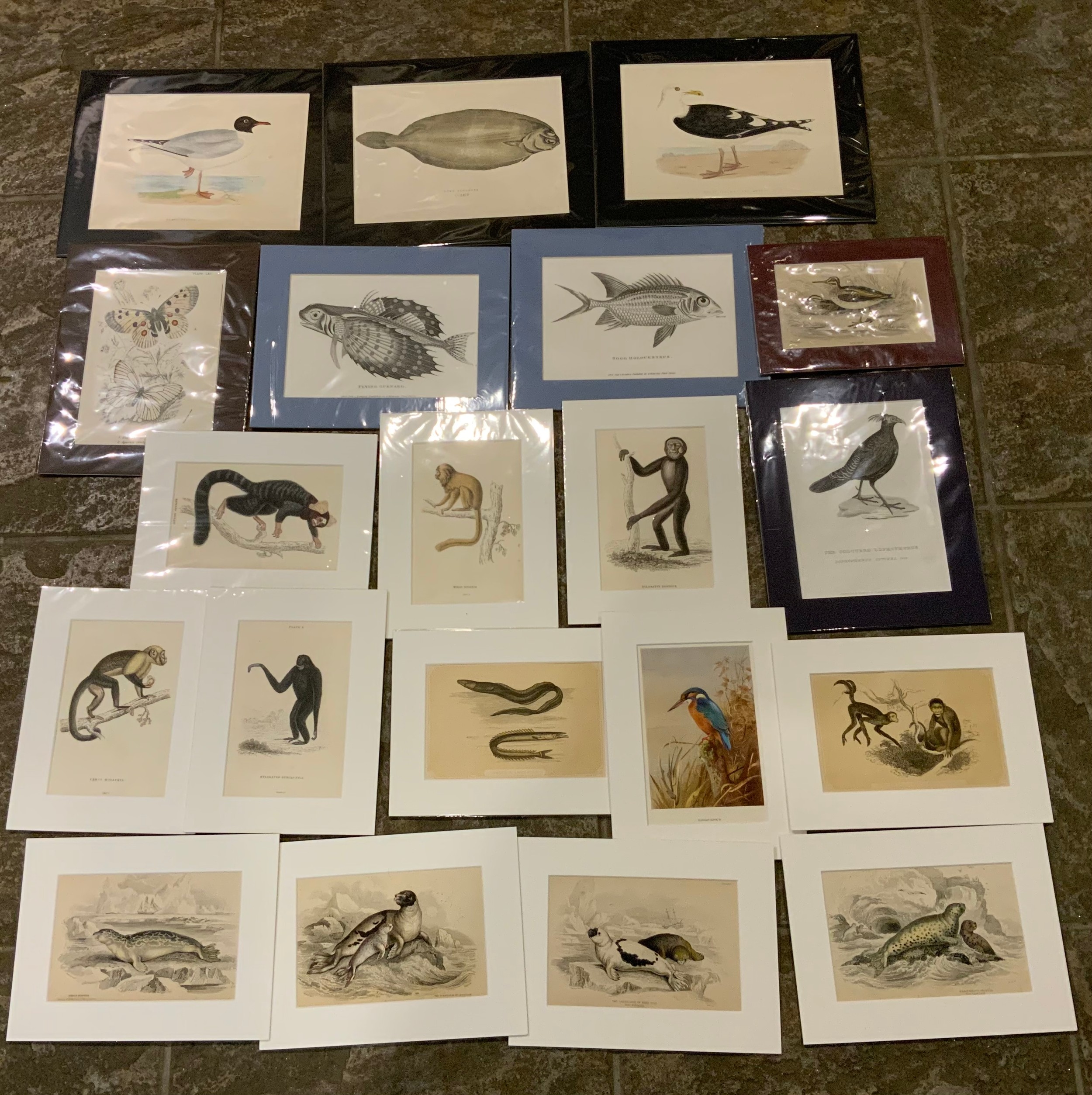 Approx 28x Mounted 19th Century Natural History Prints