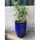 Glazed Planter and Contents - Wisteria - Planter H65cm