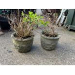 Pair of Concrete Planters and Contents