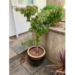 Glazed Garden Planter and Shrub - 40cm H