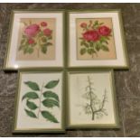4x Original Framed Glazed Botanical Prints 2 After Curtis 1817 & 1822, 2x Roses Hariot 1903