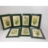 7x Anne Pratt Botanical Prints 1870, Matching Mounts