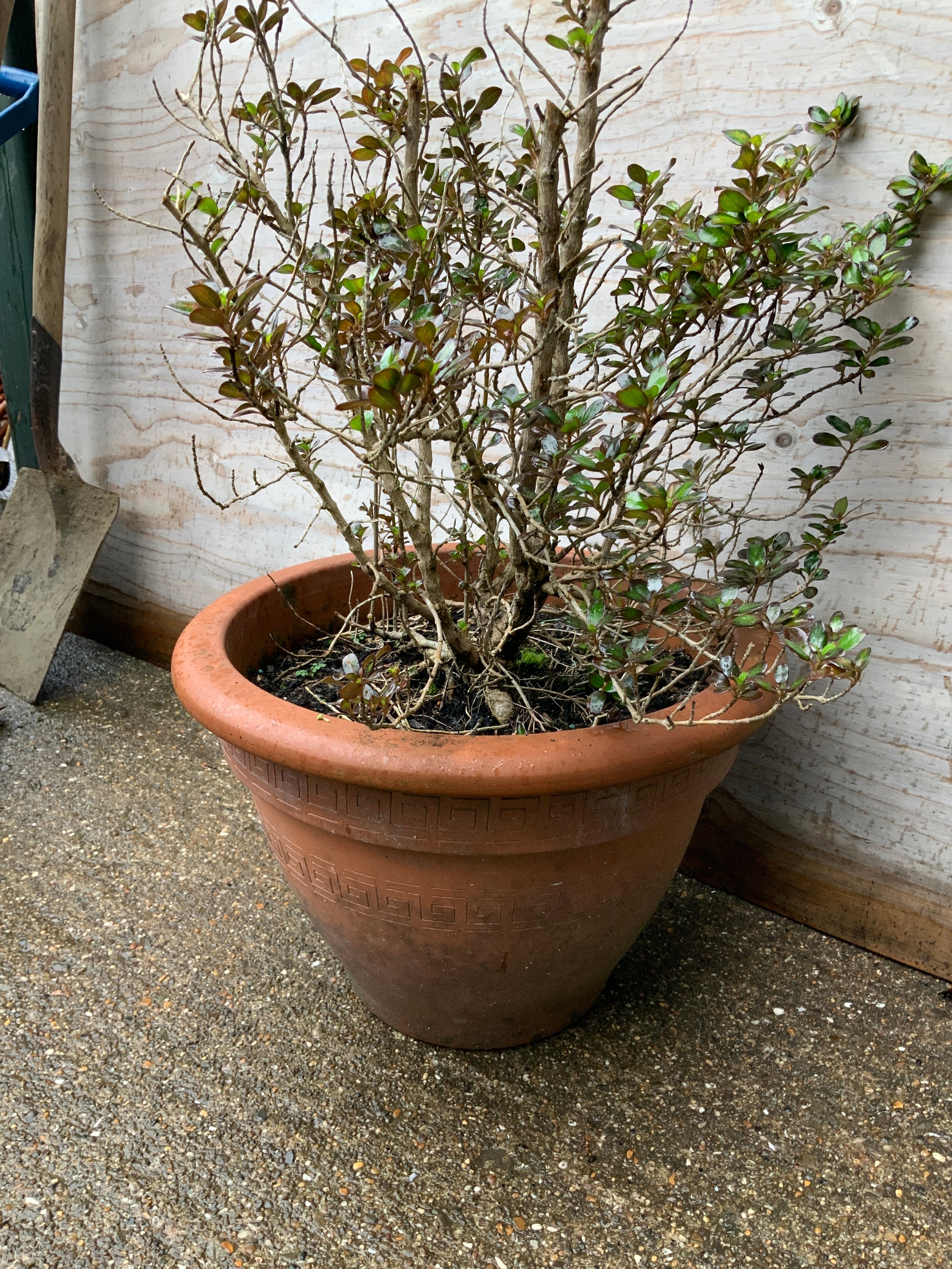 Terracotta Planter and Contents