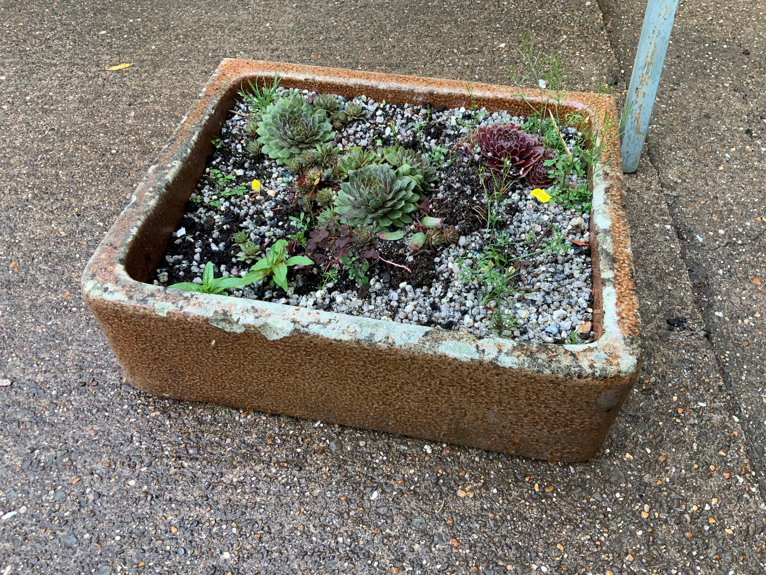 Sink Planter