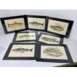 7x Jonathan Couch Fish Prints 1877, Matching Mounts