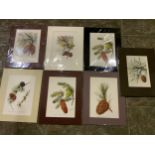 7x Mounted Boulger Prints of Cones 1907