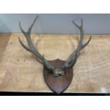 Mounted Antlers