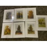 7x Boulger Prints of Trees Matching Mounts 1907