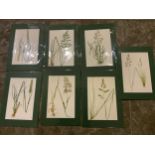 7x Sutton Prints of Grasses 1886 Matching Mounts