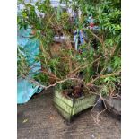 Wooden Planter with Plant