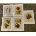 5x John Wright Prints of Fruit 1892 Matching Mounts