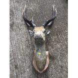 Mounted Stags Head