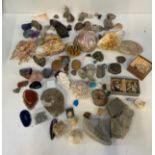 Collection of Shells and Fossils etc