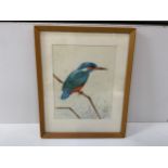 Framed Picture of a Kingfisher