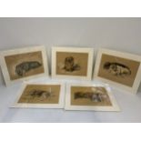 5x Prints of Dogs After "Mac", Lucy Dawson 1870-1954 Published 1937 - Matching Mounts