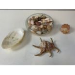 Glass Bowl with Collection of Shells