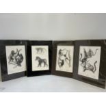 4x Schinz Prints of Monkeys and Lemurs 1897 - Matching Mounts