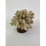 Coral - Has Been Repaired - 17cm H