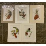 5x Prints of Holly and Cones Boulger 1907 Similar Mounts