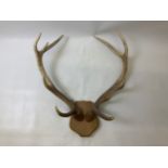 Ten Point Mounted Antlers