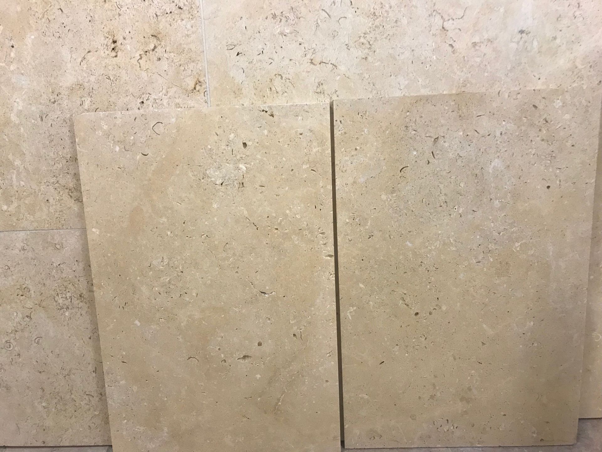 Limestone Seashell Approximately 5 M²