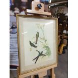 Framed coloured lithograph Sparganura Glyceria, from 'Tropical Birds' (Sparganura Glyceria, from