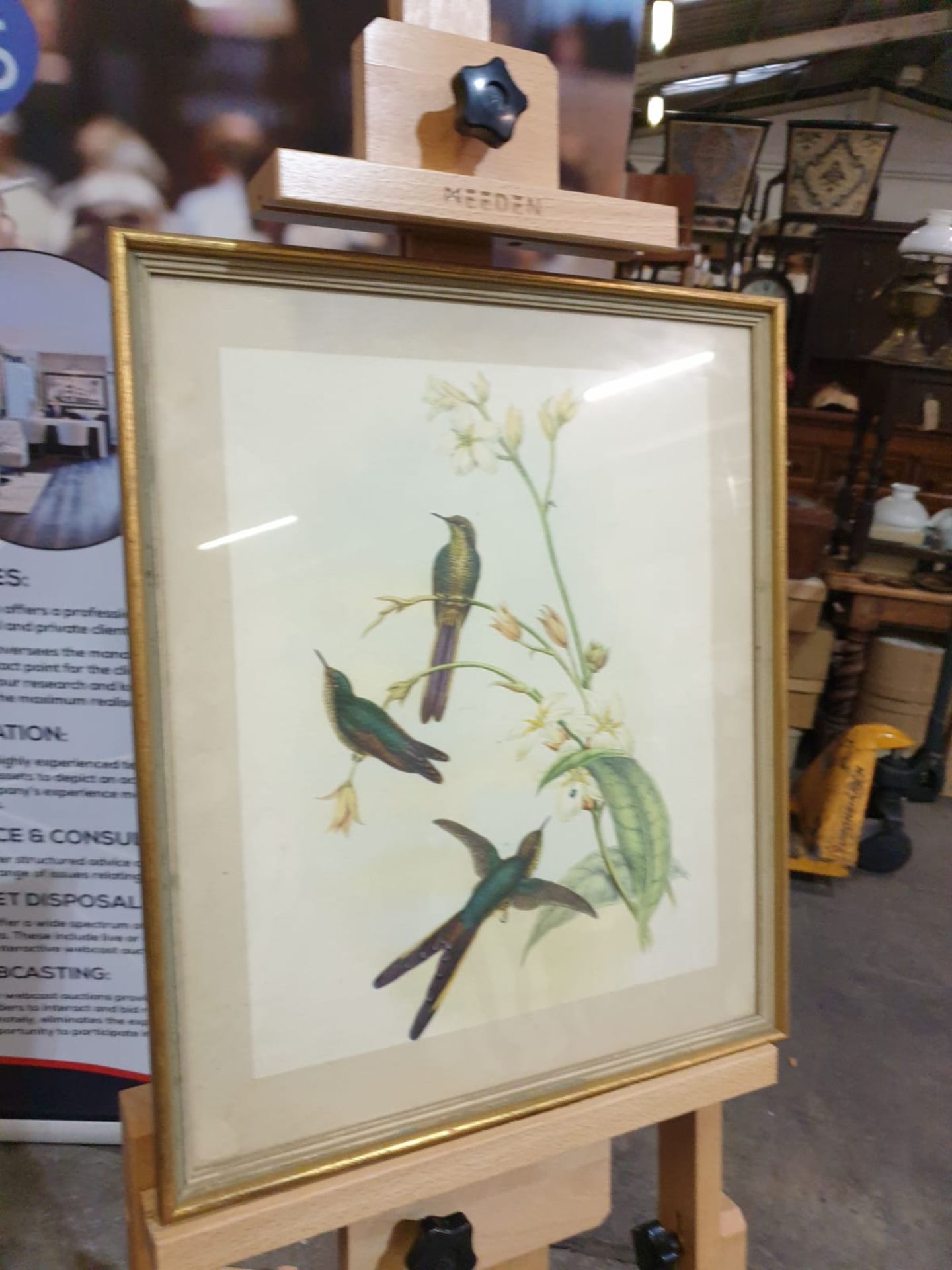 Framed coloured lithograph Sparganura Glyceria, from 'Tropical Birds' (Sparganura Glyceria, from