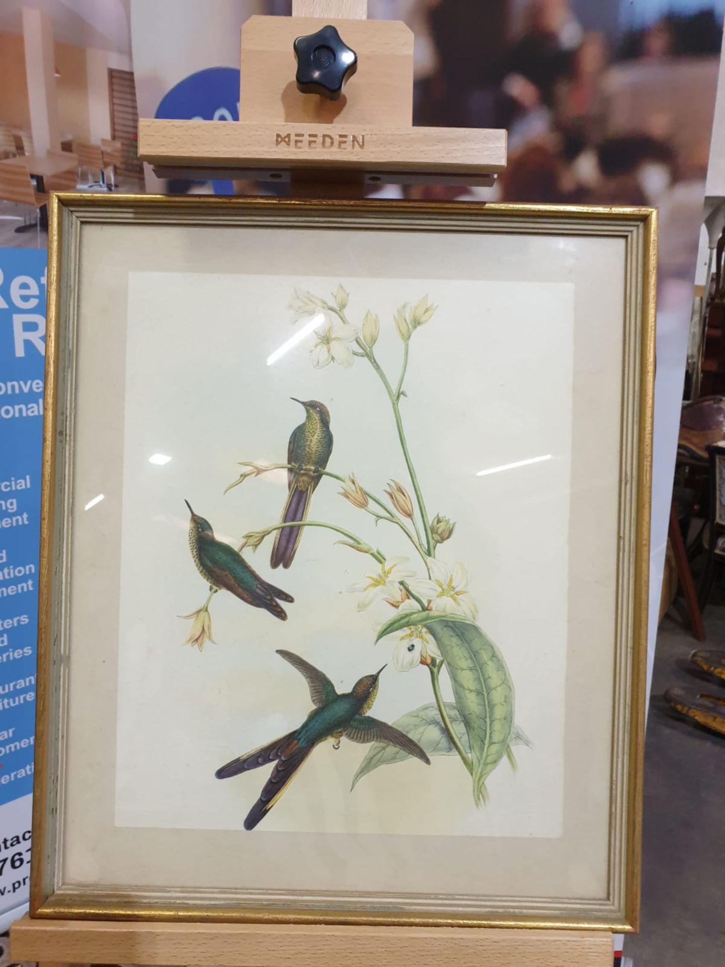 Framed coloured lithograph Sparganura Glyceria, from 'Tropical Birds' (Sparganura Glyceria, from - Image 3 of 5