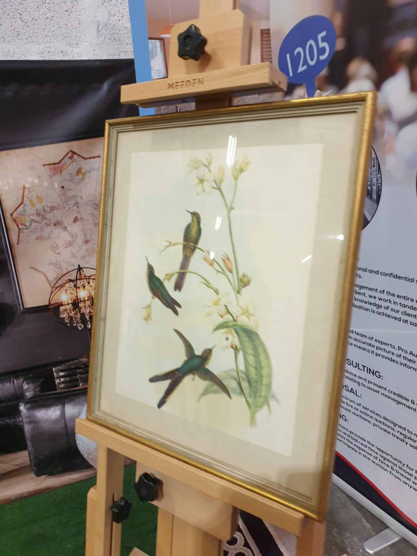 Framed coloured lithograph Sparganura Glyceria, from 'Tropical Birds' (Sparganura Glyceria, from - Image 2 of 5