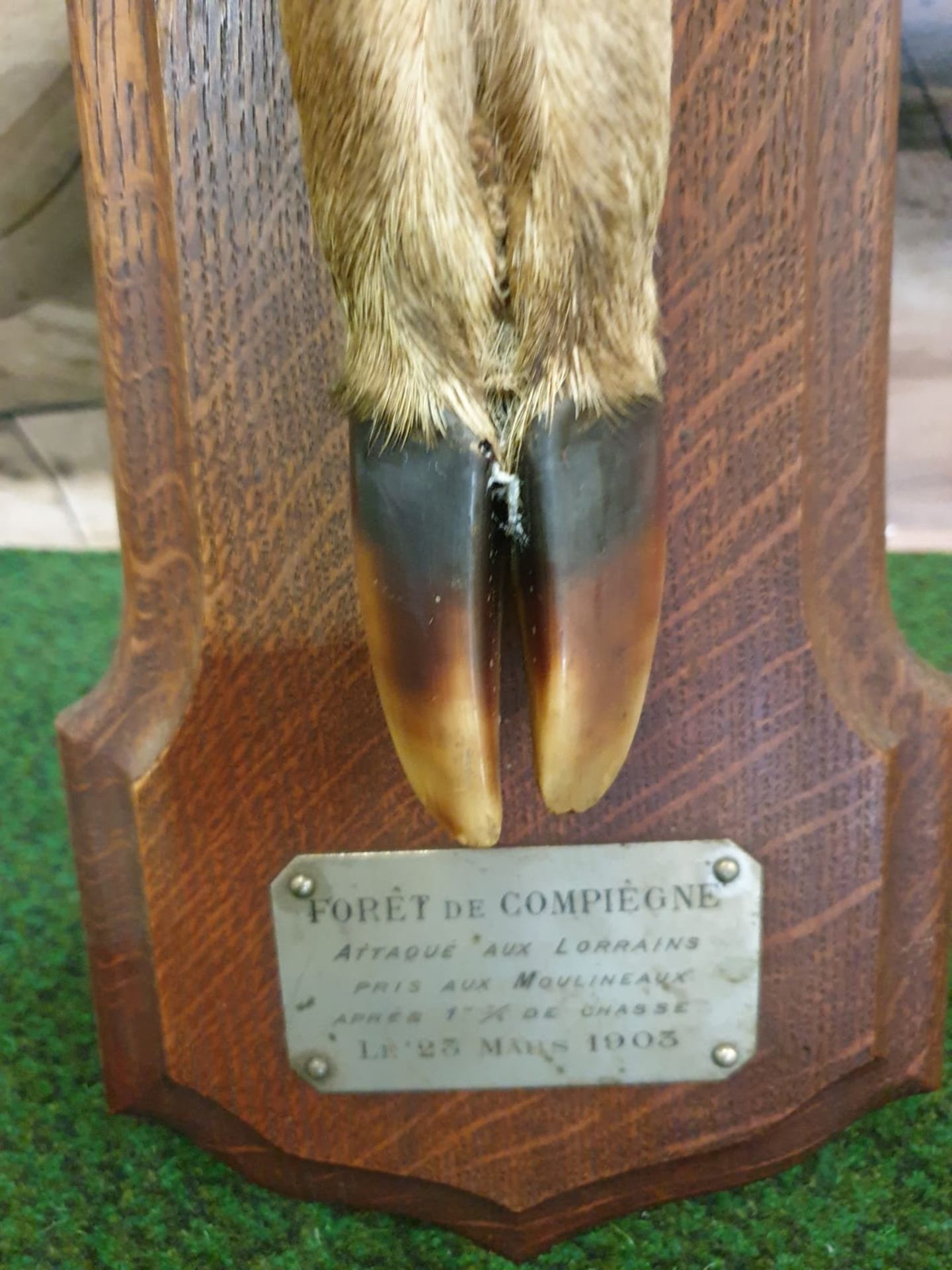 Taxidermy deer foot mounted on mahogany plinth with plate inscribed in French Foret de Compiegne. - Image 2 of 3