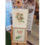 A set of 2 framed coloured prints Rosa Centifolia Anglica Rubra and Rosier de Cumberland by Henry