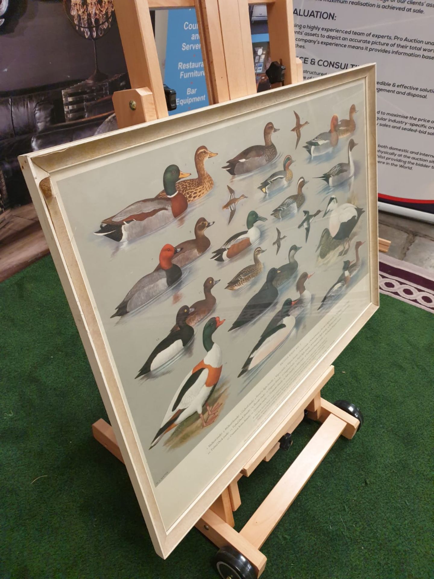A set of 5 framed series 1 â€“ 5 coloured prints pictorial charts RSPB on British Birds H J Slyper - Image 3 of 7