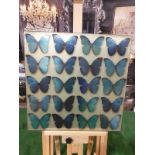 Panel of 20 teal Blue butterflies 57 x 57cm