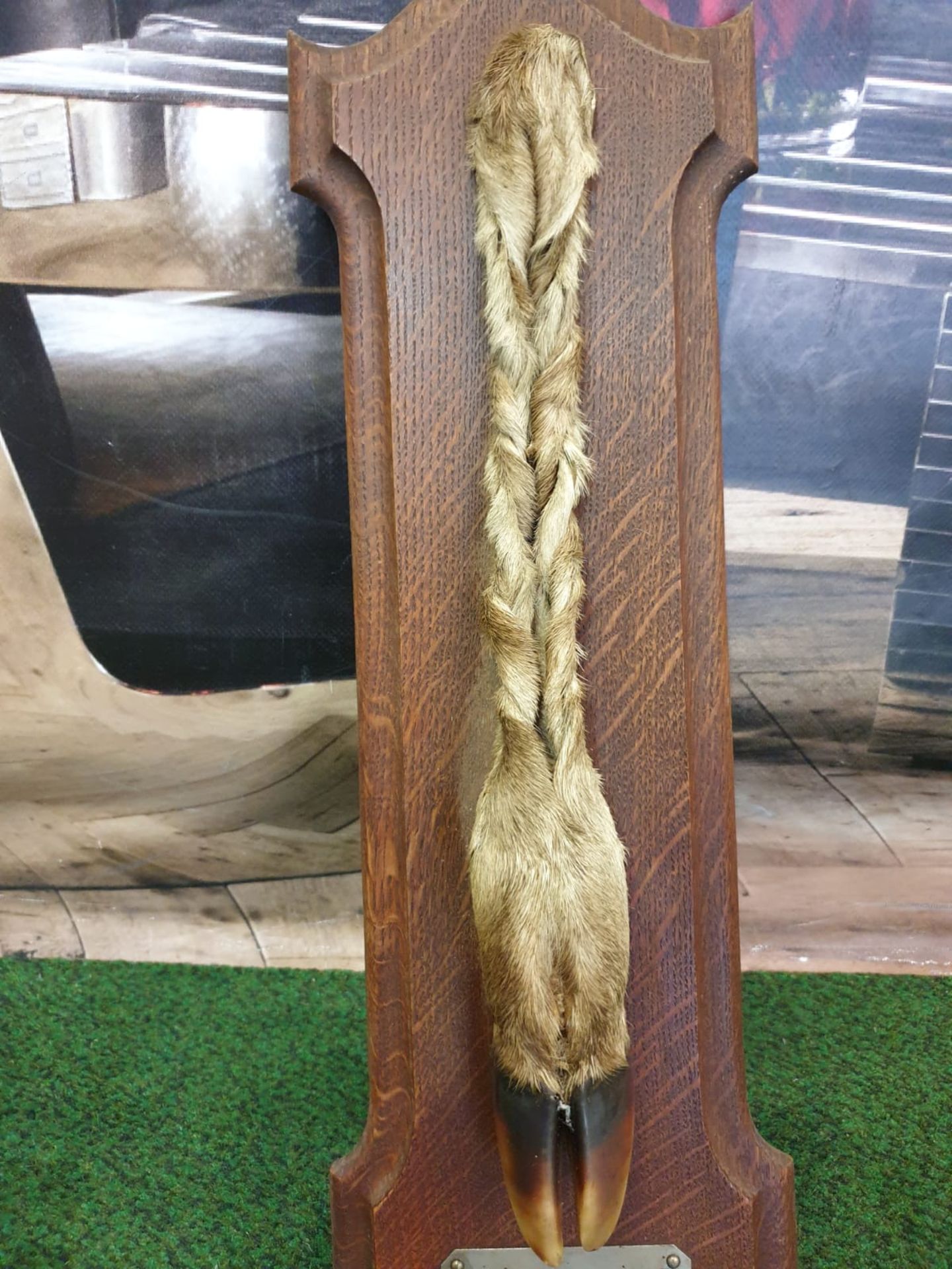 Taxidermy deer foot mounted on mahogany plinth with plate inscribed in French Foret de Compiegne. - Image 3 of 3