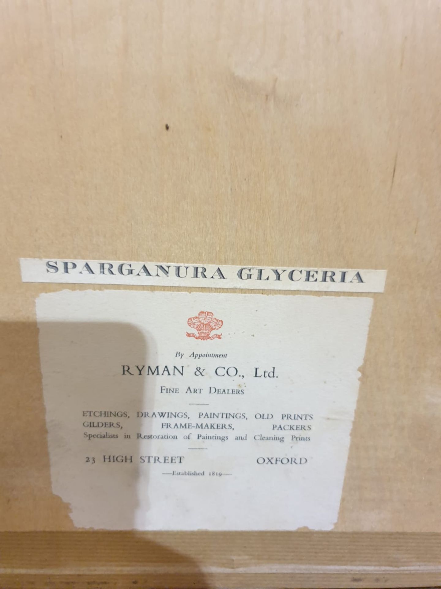 Framed coloured lithograph Sparganura Glyceria, from 'Tropical Birds' (Sparganura Glyceria, from - Image 5 of 5