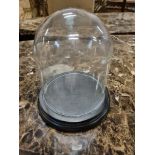 1 x Glass bell jar display midi with Black base 16dia x 18h. 5710228014196 - Ex Showroom Display (