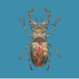 MAGNUS GJOEN 'VENETIAN STAG BEETLE' -2021