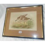 PAIR OF ANTIQUE COLOURED LITHOGRAPHS OF BIRDS. PLOVERS AND RAILS