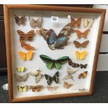 F/G DISPLAY OF BUTTERFLIES