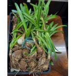 NERINE BOWDENII BULBS (PINK) X 20