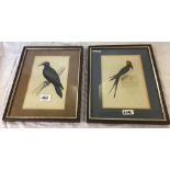 A GROUP OF 4 HAND COLOURED ANTIQUE ENGRAVINGS OF BIRDS INCL. SWALLOW AND BLACK WOODPECKER