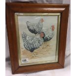 WATERCOLOUR STUDY OF CHICKENS IN AN ANTIQUE BIRDS-EYE MAPLE FRAME