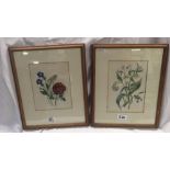 PAIR OF DETAILED WATERCOLOUR STUDIES OF FLOWERS