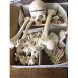 A CLASSROOM SCIENCE SKELETON