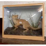 GLAZED DISPLAY CASE OF A TAXIDERMY CUB FOX