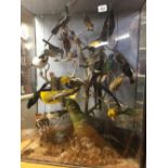 GLAZED TAXIDERMY DISPLAY OF EXOTIC BIRDS