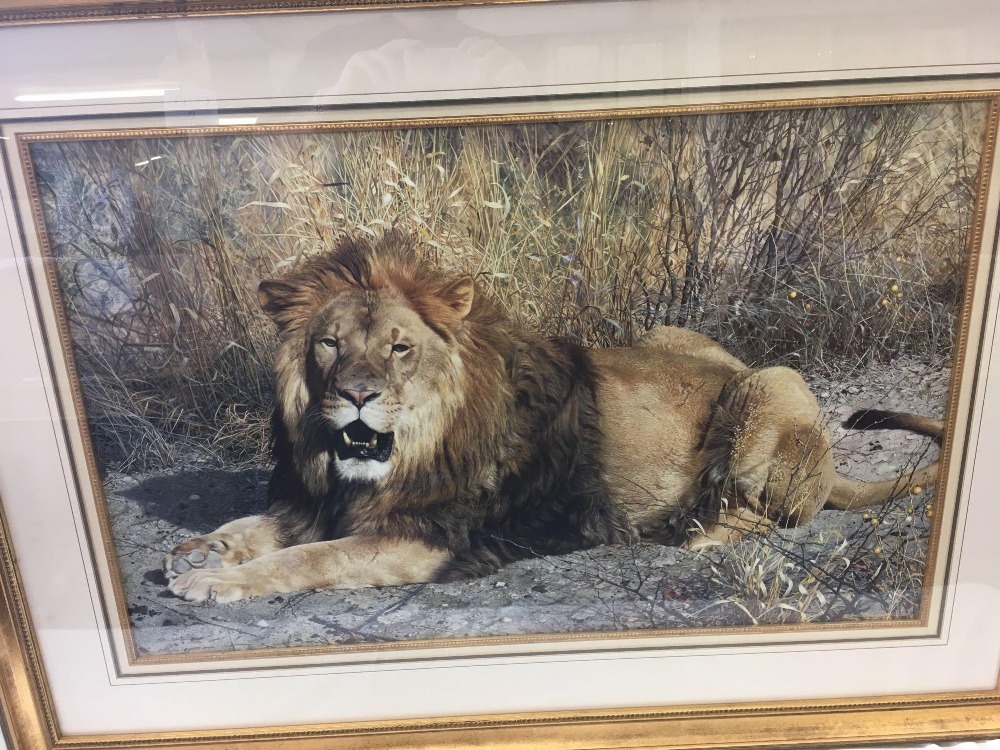 GILT F/G WHITE TIGER PRINT SIGNED & A GILT F/G LION PICTURE - Image 2 of 10