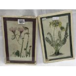 PAIR OF ANTIQUE HAND-COLOURED BOTANICAL ENGRAVINGS PUBLISHED 1822